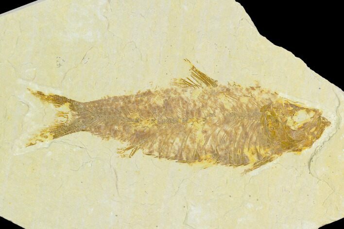 Fossil Fish (Knightia) - Green River Formation #126506